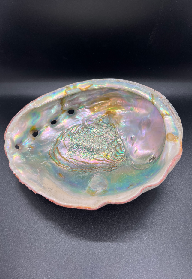 Haliotis Rufescens from Mexico