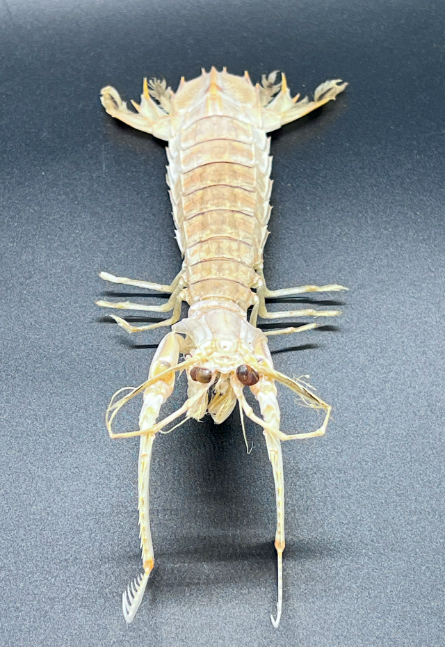 Squilla Mantis, Philippines