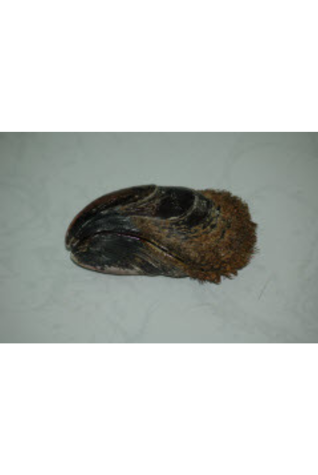 Stavelia Subdistorta, Philippines