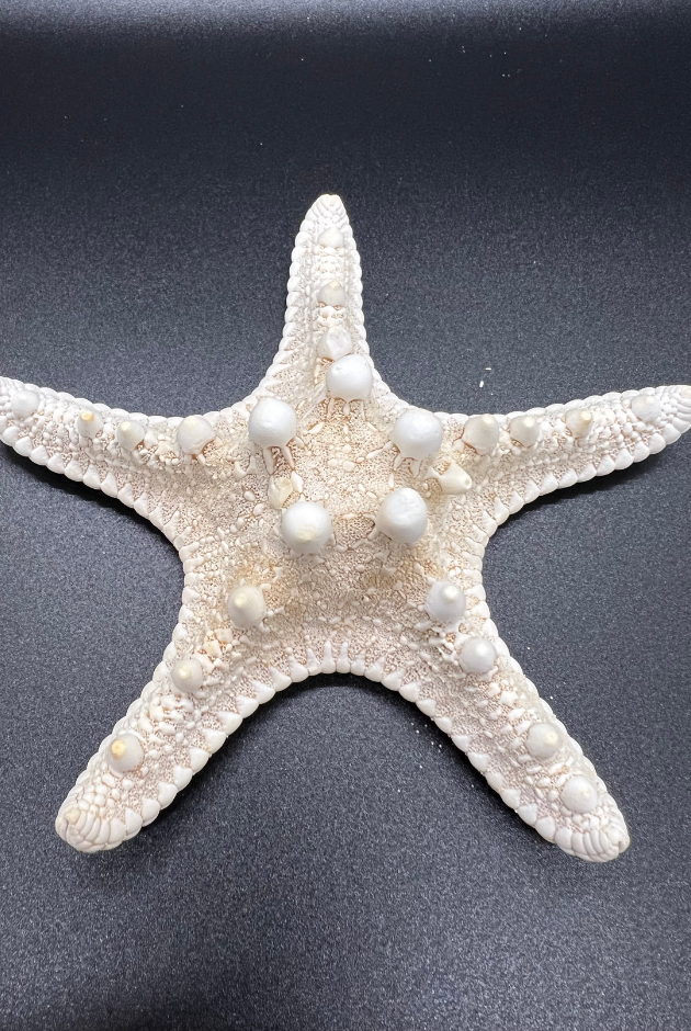 Starfish, Neoferdina Offreti, Philippines