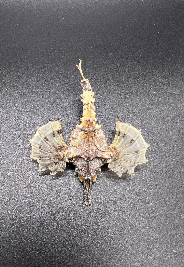 Flying Fish, Philippines (Exocoetes Peruvianus)