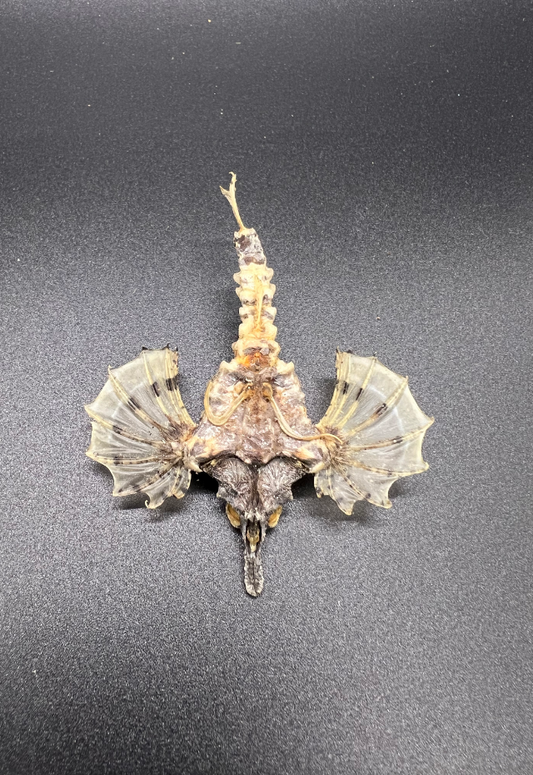 Flying Fish, Philippines (Exocoetes Peruvianus)