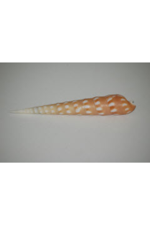 Terebra Guttata, Philippines