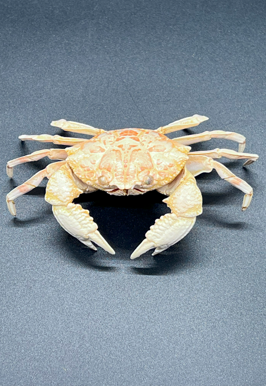 Demania Cultripes, Philippines