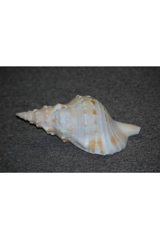 Charonia Sauliae, Japan