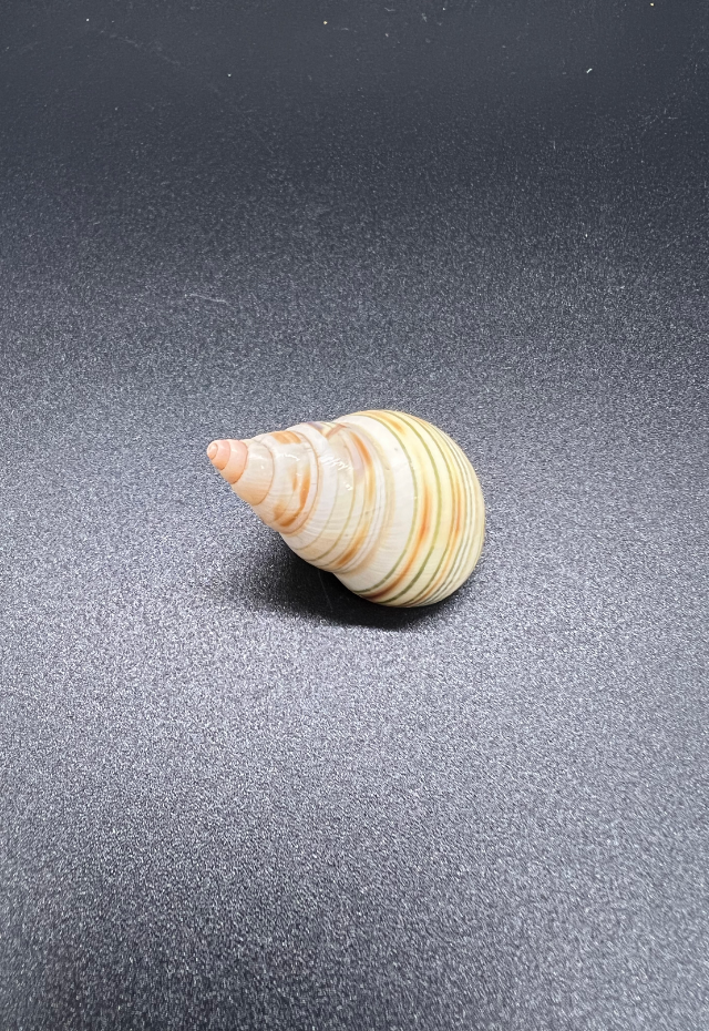Liguus Fasciatus, Florida