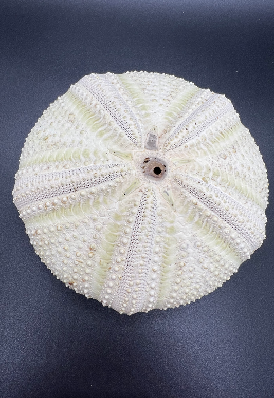 Green Sea Urchin, Philippines (Astropyga Radiata)