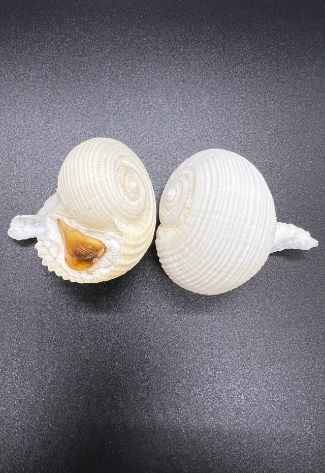 Rapa Rapa, Philippines