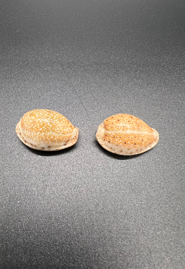 Cypraea Ocellata, Sri Lanka