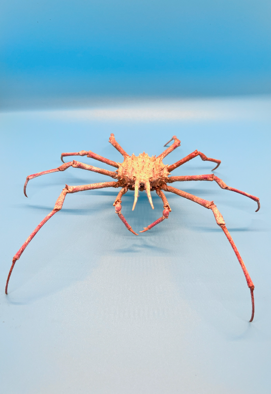 Naxioides Robellardi, Philippines