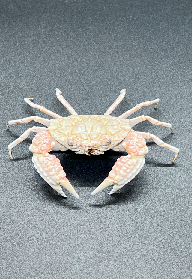 Demania Rotundata, Philippines