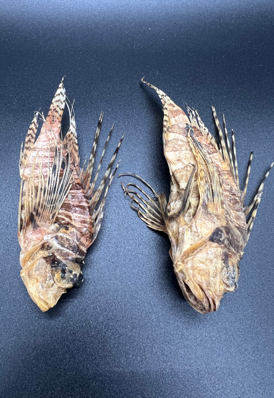 Lion Fish, Philippines (Dendrachinus Zebra)