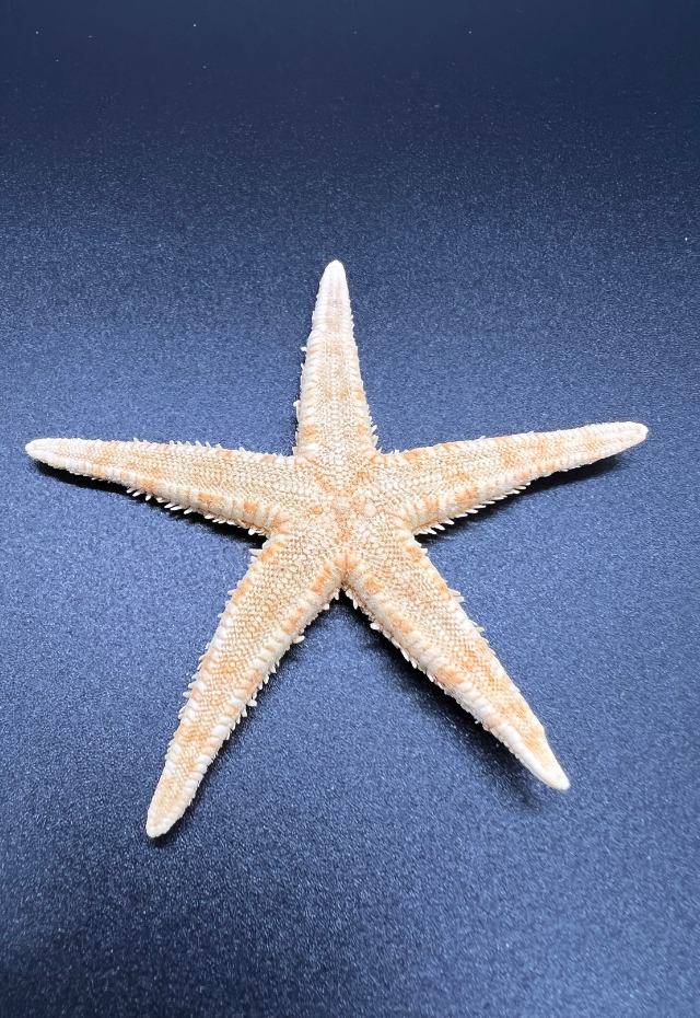 Starfish, Astropecten Polyacanthus, Singles, Philippines