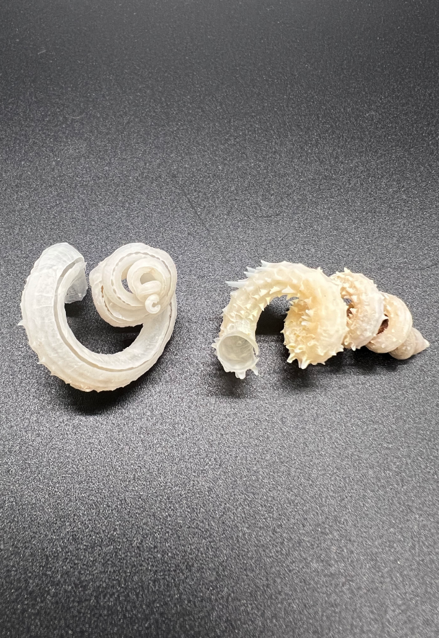 Siliquaria Cumingi, Philippines