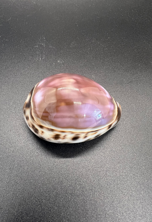 Cypraea Tigris Purple Top,  Philippines