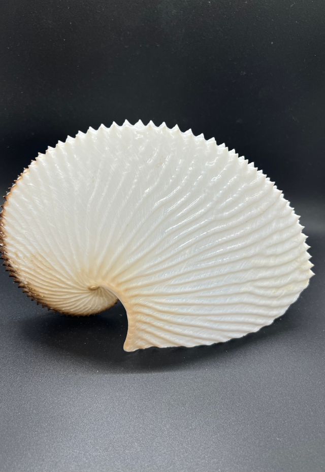 Argonauta Argo, Philippines