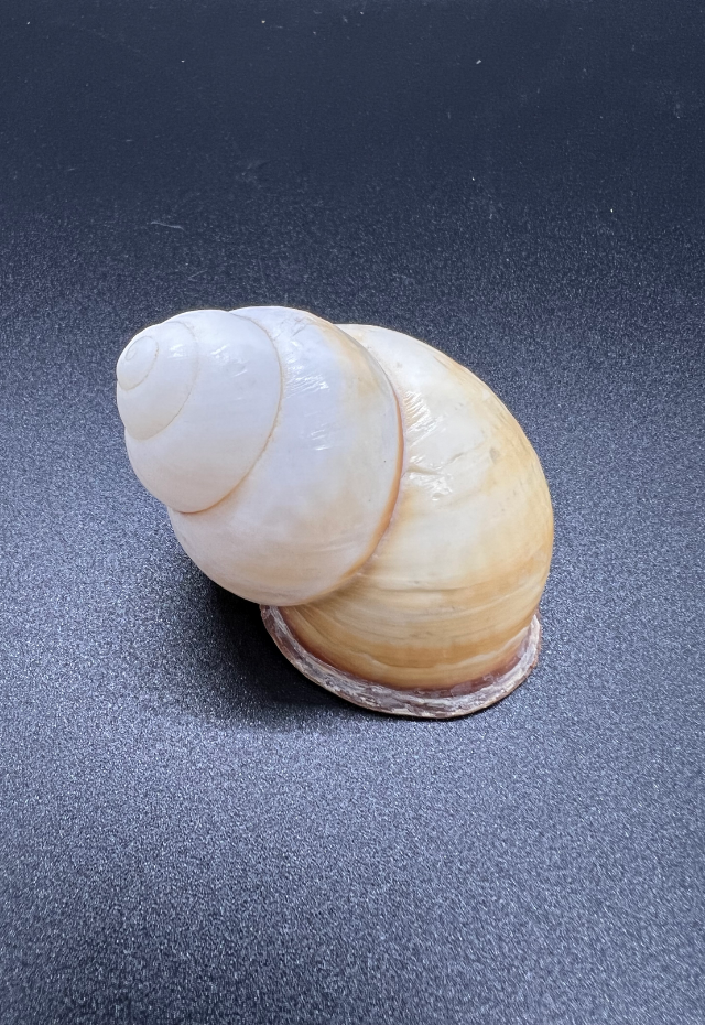 Helicostyla Marinduquensis, Philippines