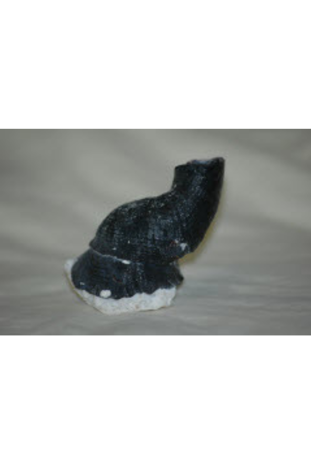 Serpulorbis Colubrinus, Philippines