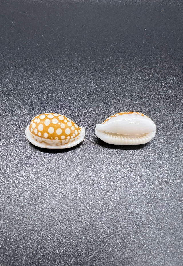 Cypraea Cribraria, Philippines