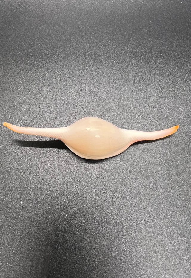 Volva Volva, Philippines