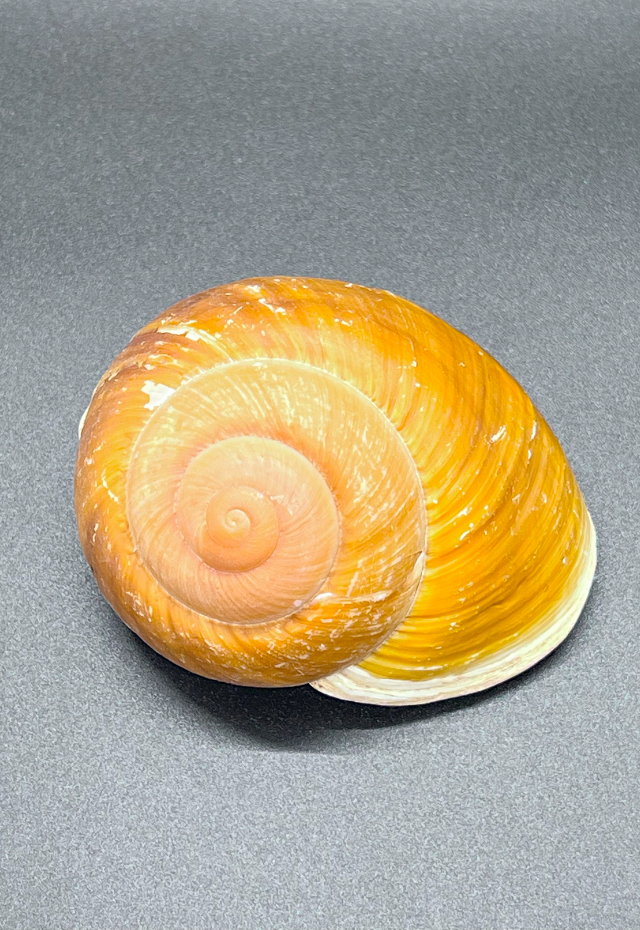 Helicostyla Euhabra, Philippines