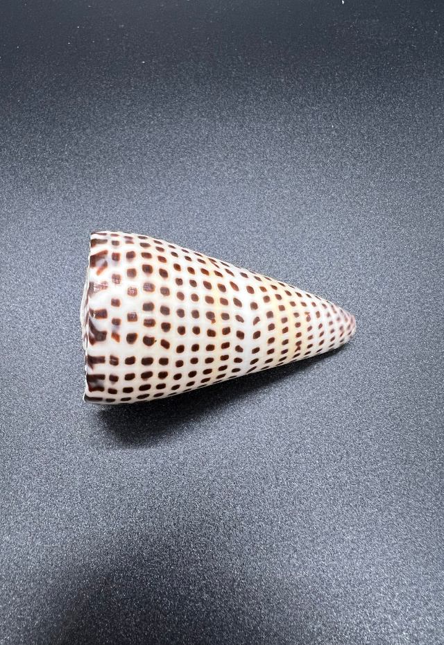 Conus Litteratus, Philippines