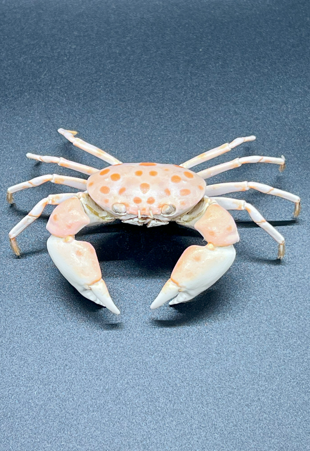 Liagore Rubromaculata, Philippines