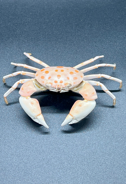 Liagore Rubromaculata, Philippines