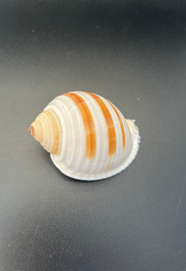 Tonna Sulcosa, Philippines