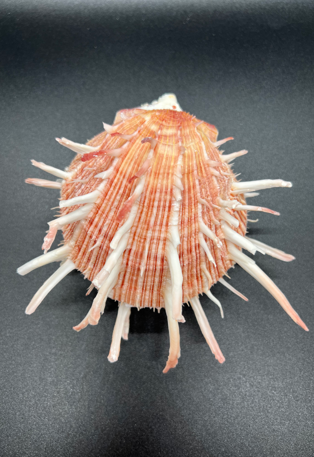 Spondylus Regius, Philippines