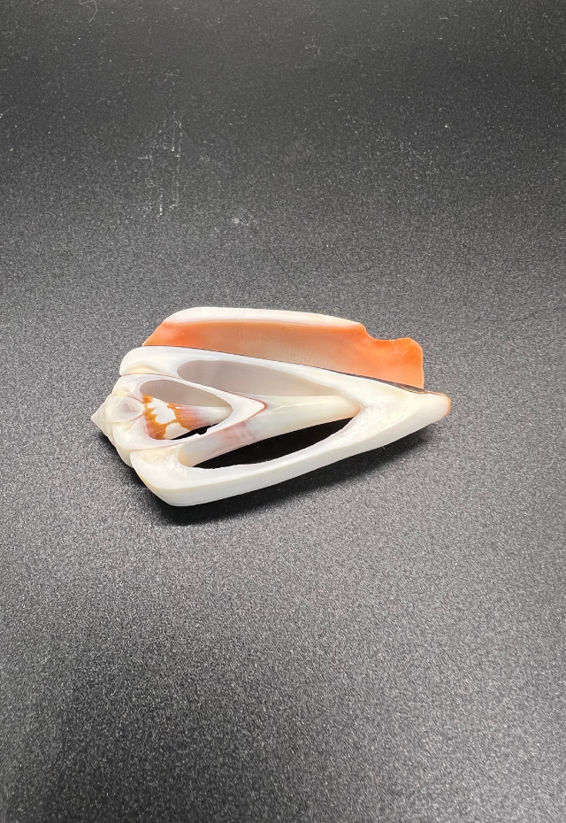 Center Slice Strombus Luhuanus, Philippines