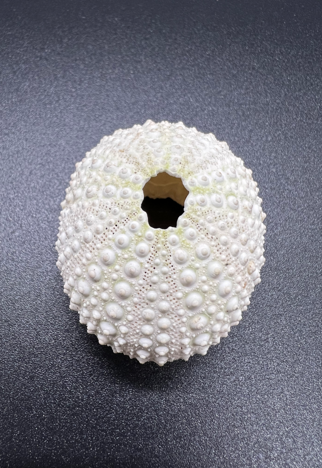 Sea Urchin, Echinometra Mathafi, Philippines