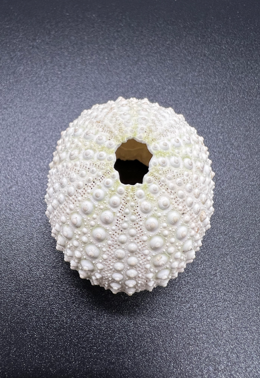 Sea Urchin, Echinometra Mathafi, Philippines