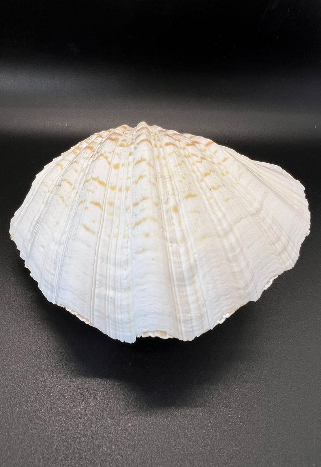 China Clam Pairs, Philippines