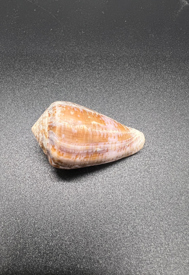 Conus Purpurascens, Gulf of CA