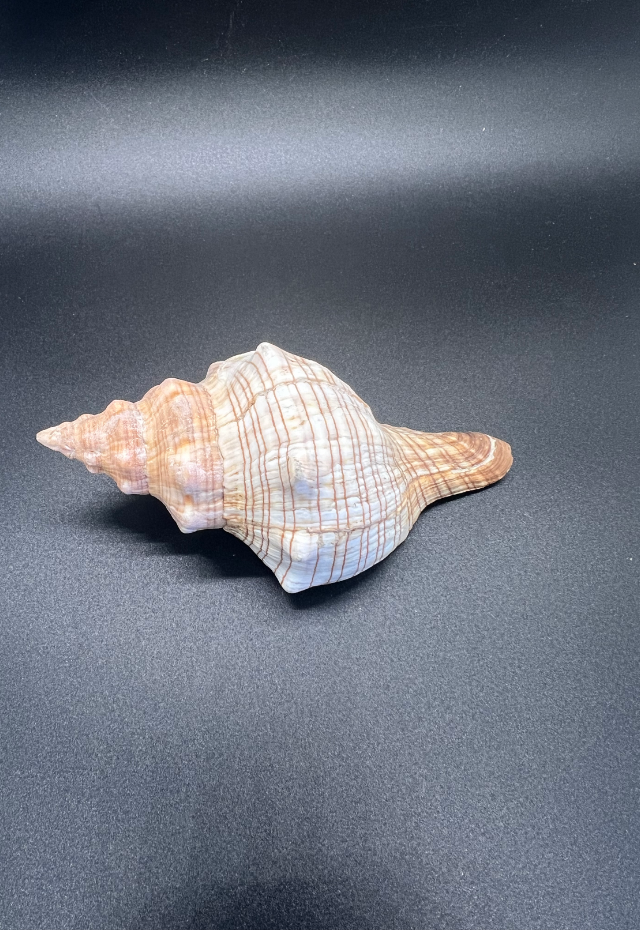 Fasciolaria Trapezium, Philippines