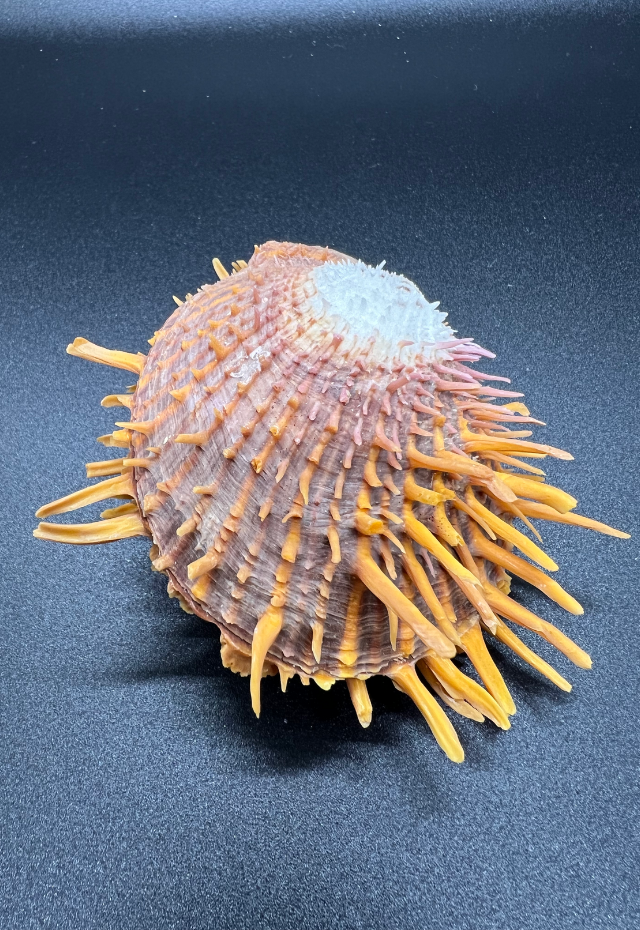 Spondylus Coccineus, Philippines