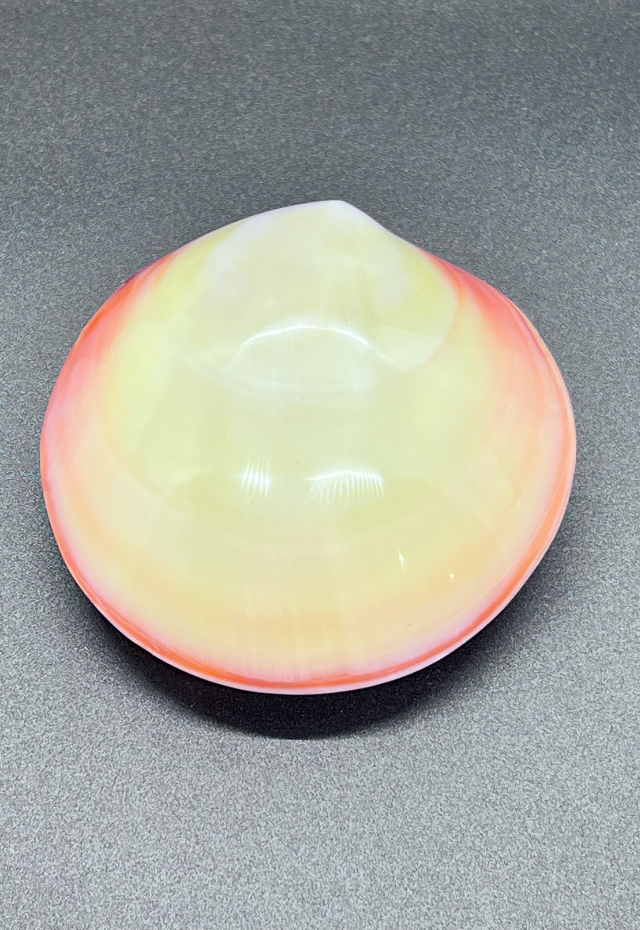 Polished Codaika Tigrina, Philippines