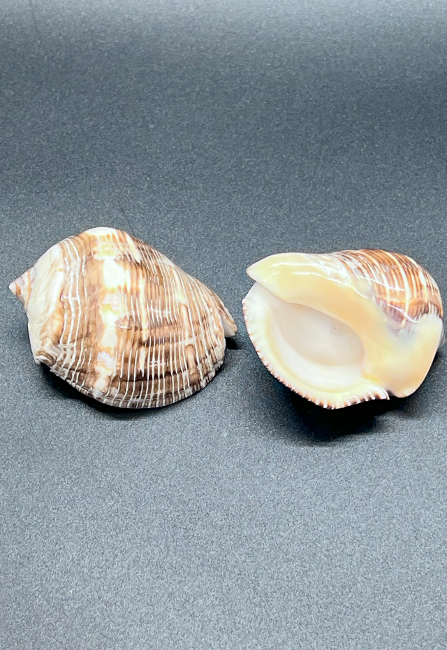 Polished Thais Undata, Philippines, Singles