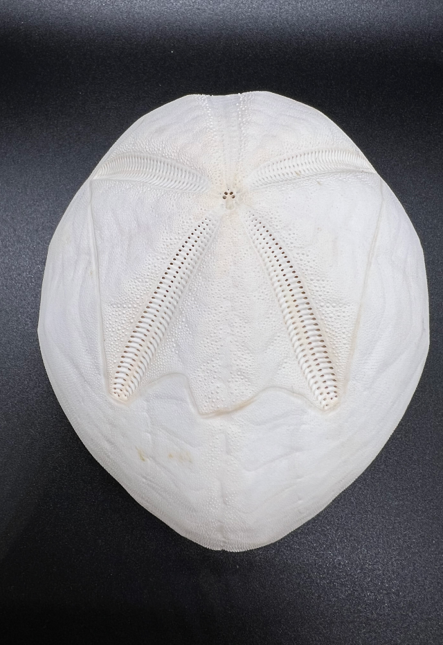 Heart Urchin, Metalia Sternalis, Philippines