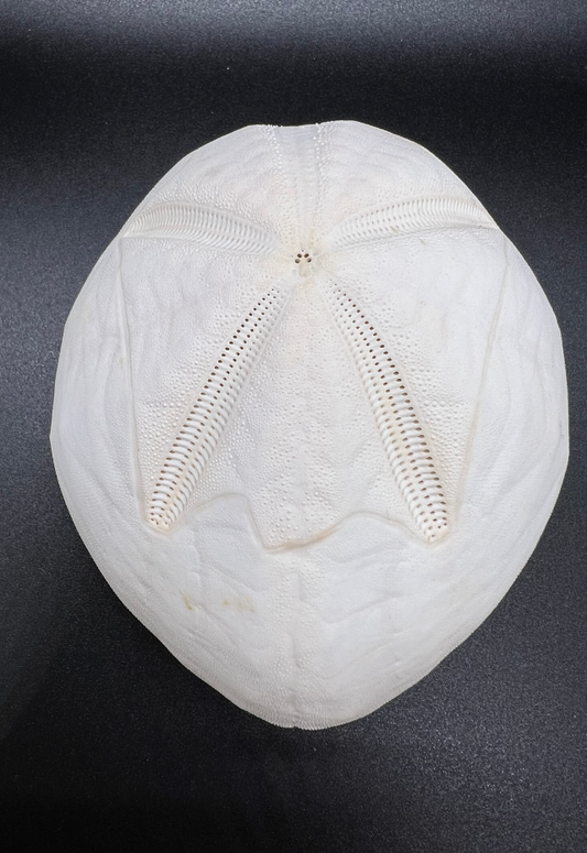 Heart Urchin, Metalia Sternalis, Philippines