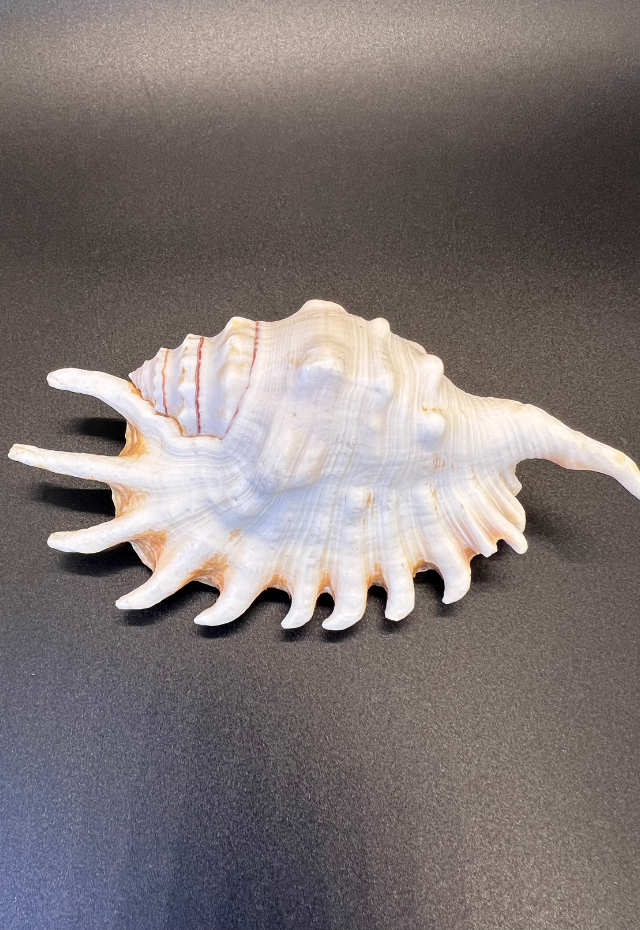 Lambis Millepeda, Philippines