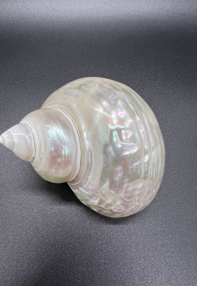 Pearlized Turbo Burgess, South Africa