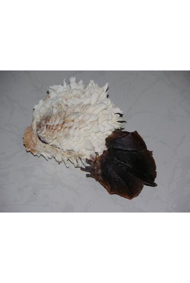 Chama Lazarus With Ostrea Cristigali, Philippines
