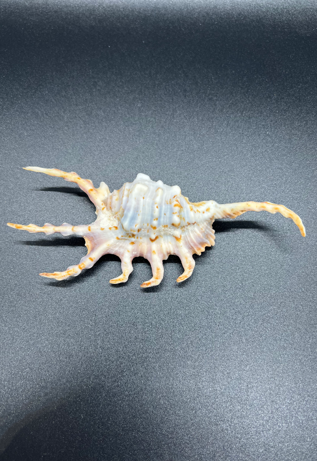 Lambis Scorpio, Philippines