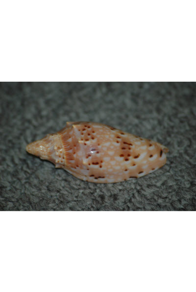 Voluta Pulchra Nielseni, Australia