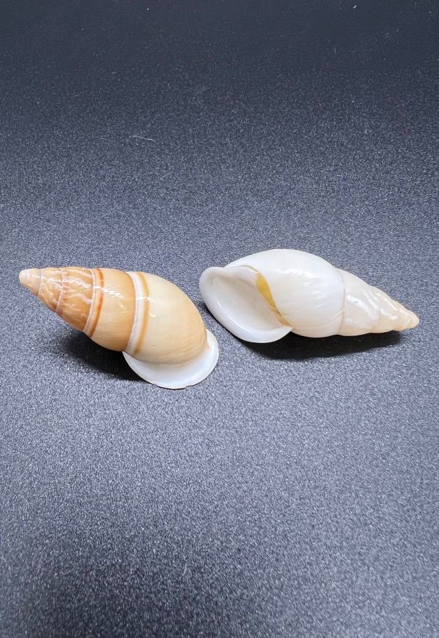 Helicostyla Gracilis, Philippines