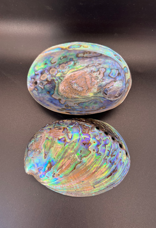 Pearlized Haliotis Iris, New Zealand