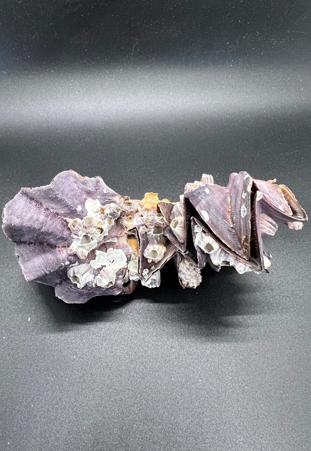 Ostrea Cristagalli, Philippines