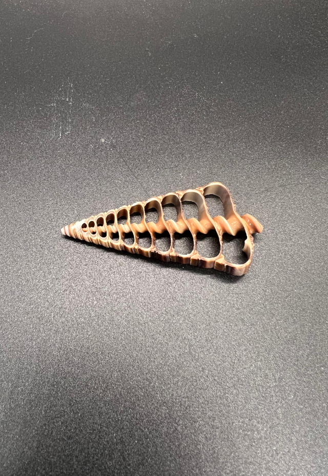 Center Slice Telescopium Telescopium,  Philippines